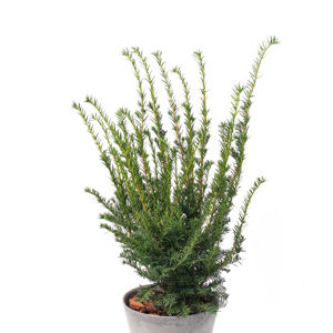 Obraz Taxus